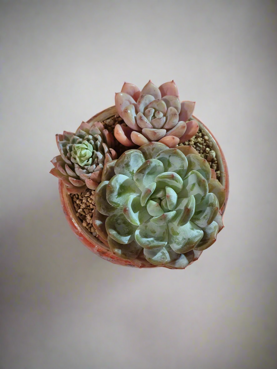 Succulent Moonlit Bloom Pot – Mottled Red with Echeveria Orange Monroe & Friends