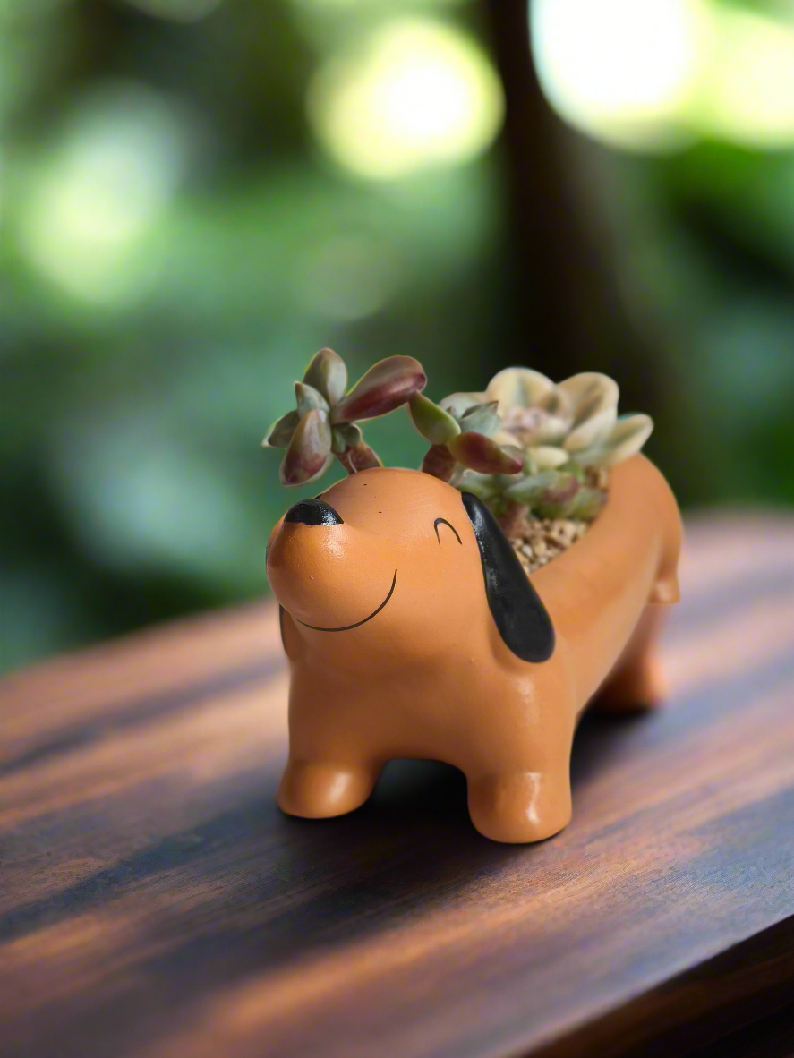 Succulent Daunchund Pot - Echeveria agavoides 'Akaihosi' & friends - SlowBloomGreens