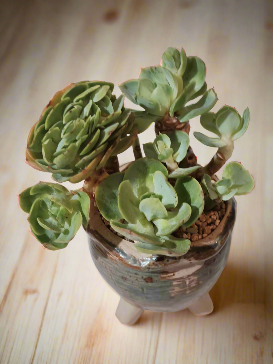 Succulent Rustica Pot- Echeveria Peach Pride - SlowBloomGreens