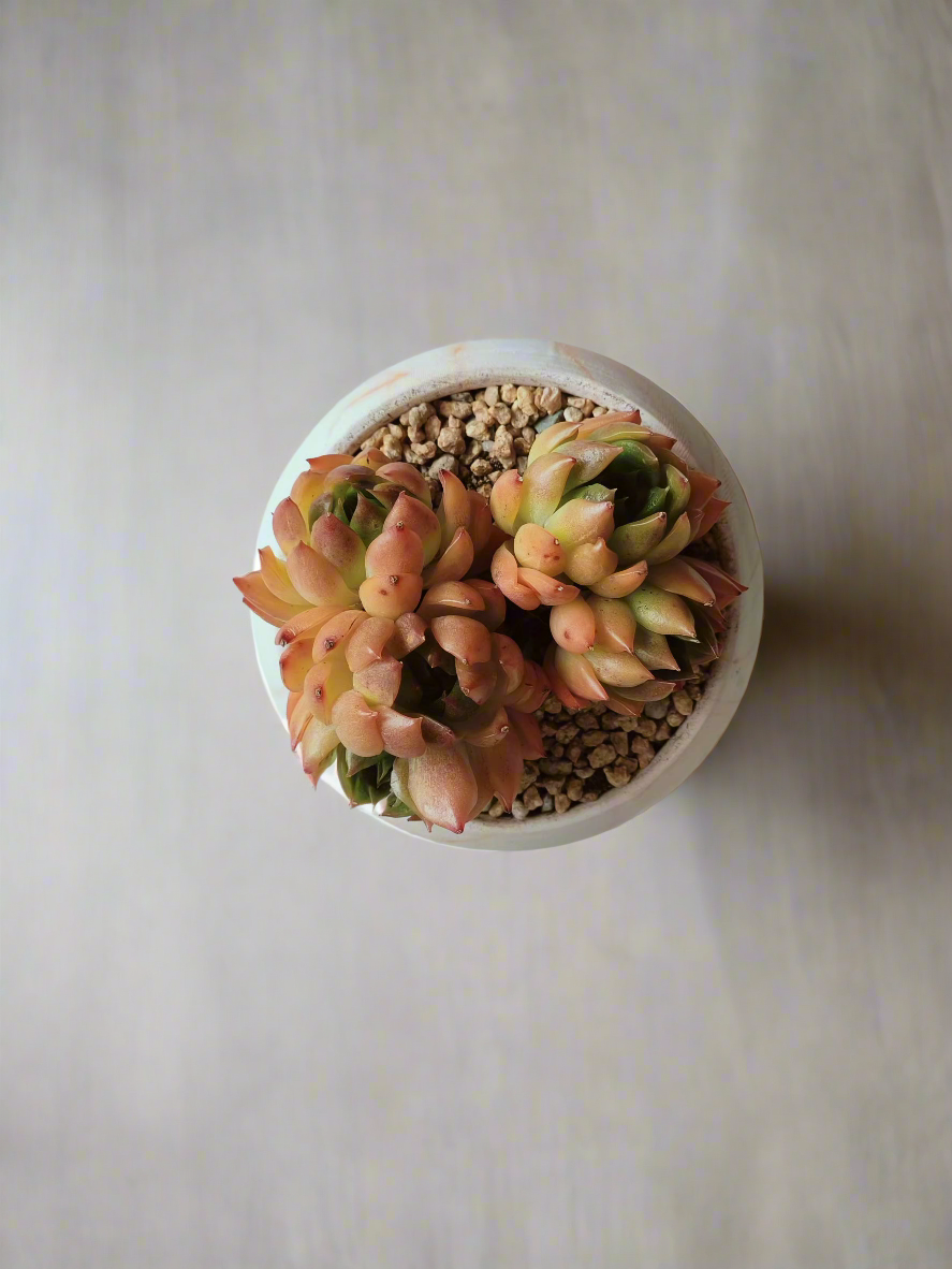 Succulent Elegant Round Orange Pot – Echeveria Agavoides