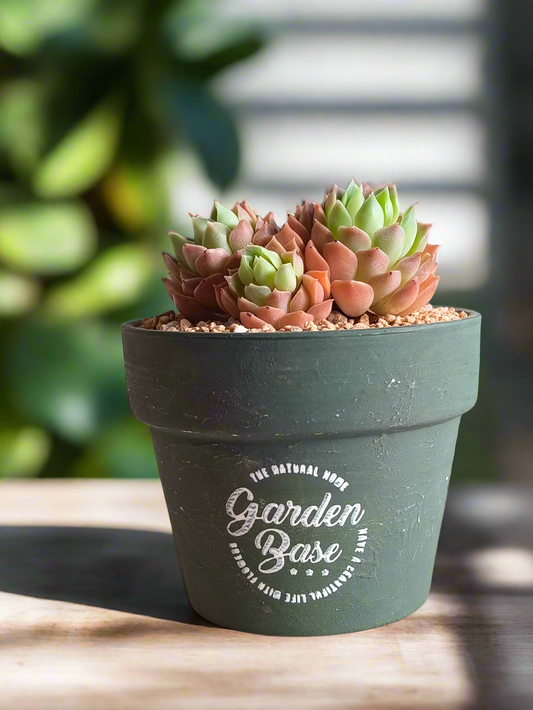 Succulent Rustica Garden – Echeveria Onslow