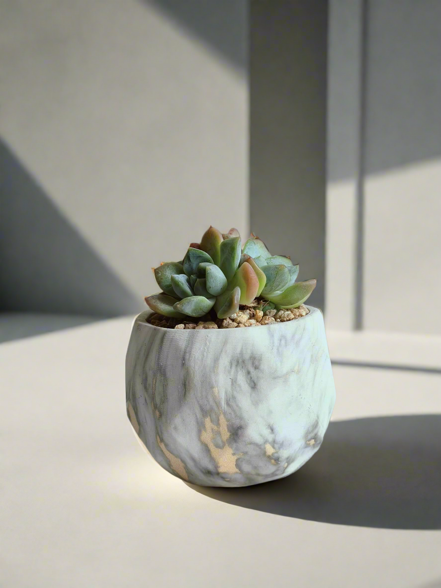 Succulent Harmony Gold - Echeveria Mexican Snowball