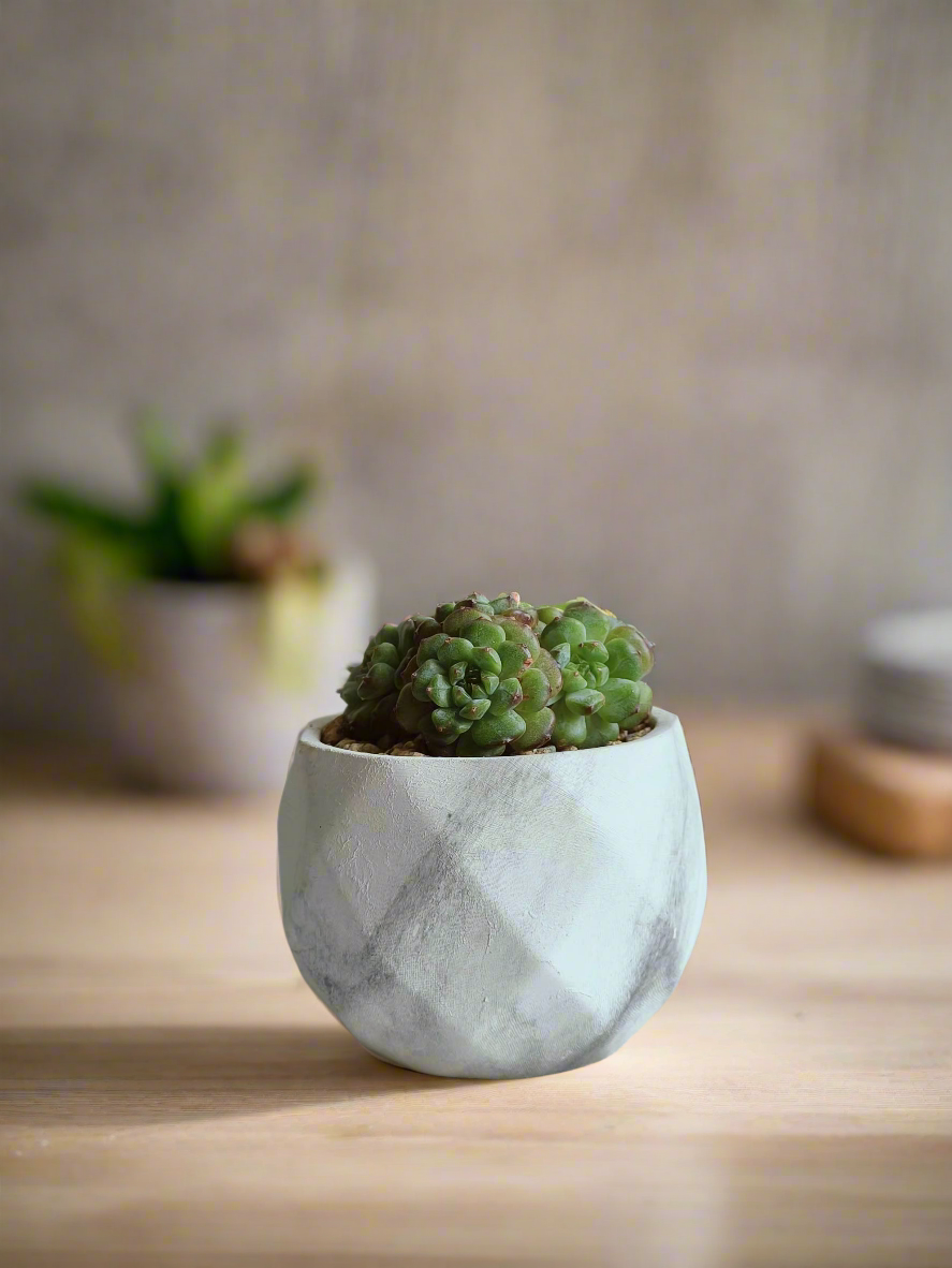 Serene setting featuring the Succulent Harmony Ash Pot – Echeveria Minima in stylish marble.