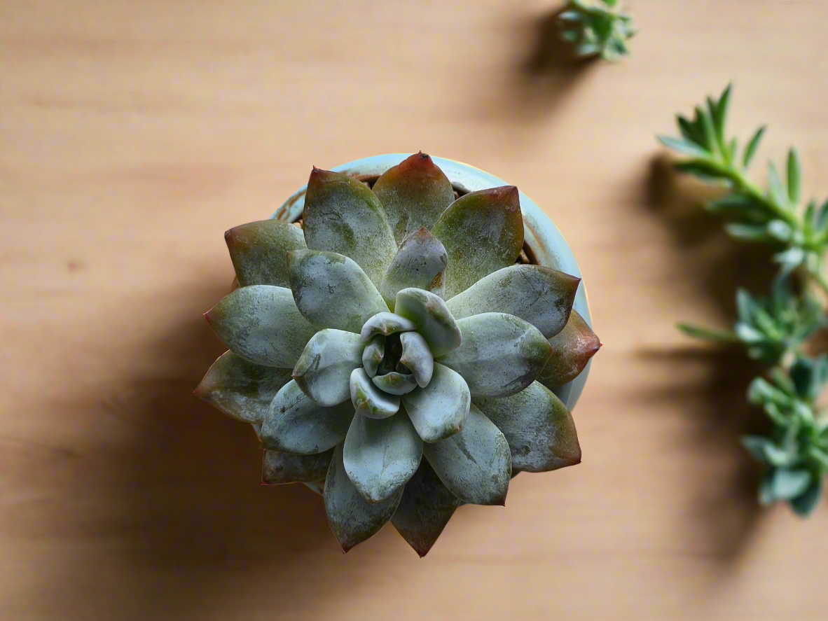 Succulent Rustic Serenity Pot – Echeveria 'Blue Bird'