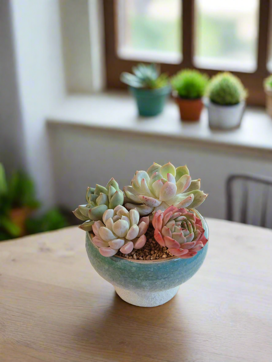 Succulent Moonlit Bloom Pot – Skyward Blue with Echeveria Laui & Friends