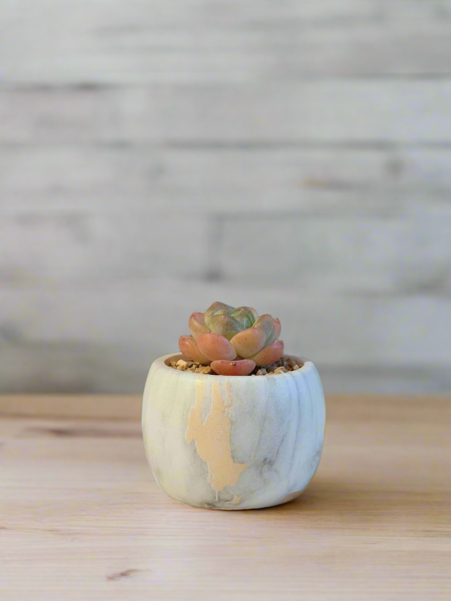 Stylish arrangement of the Succulent Mini Round Gold Pot adding elegance to home decor.