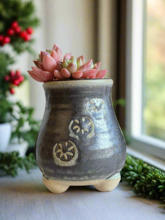 Succulent Rustic Pot Glow Grey - Echeveria 'Ruby Donna