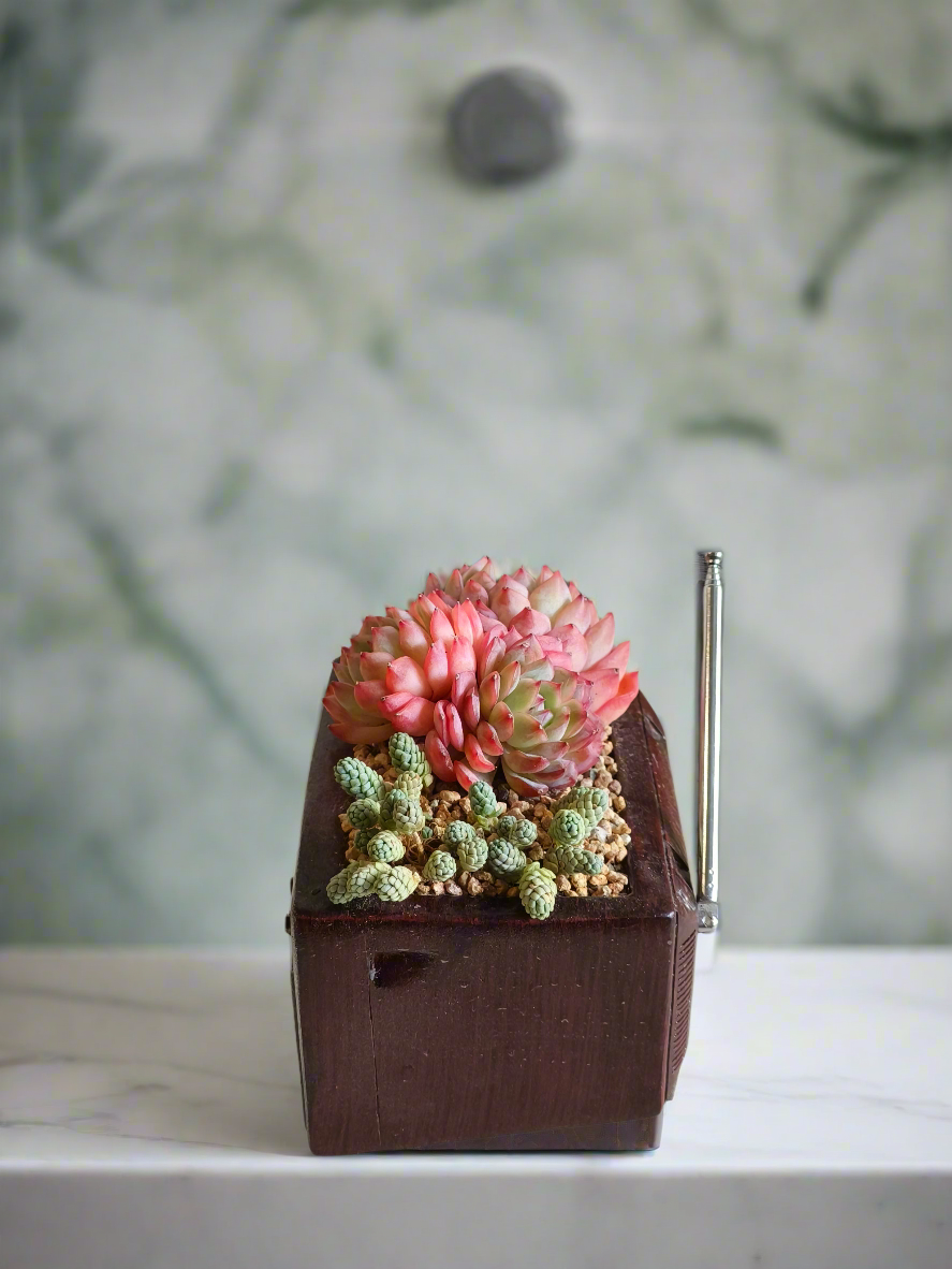 Succulent Retro TV – Echeveria Suryeon  📺🌿
