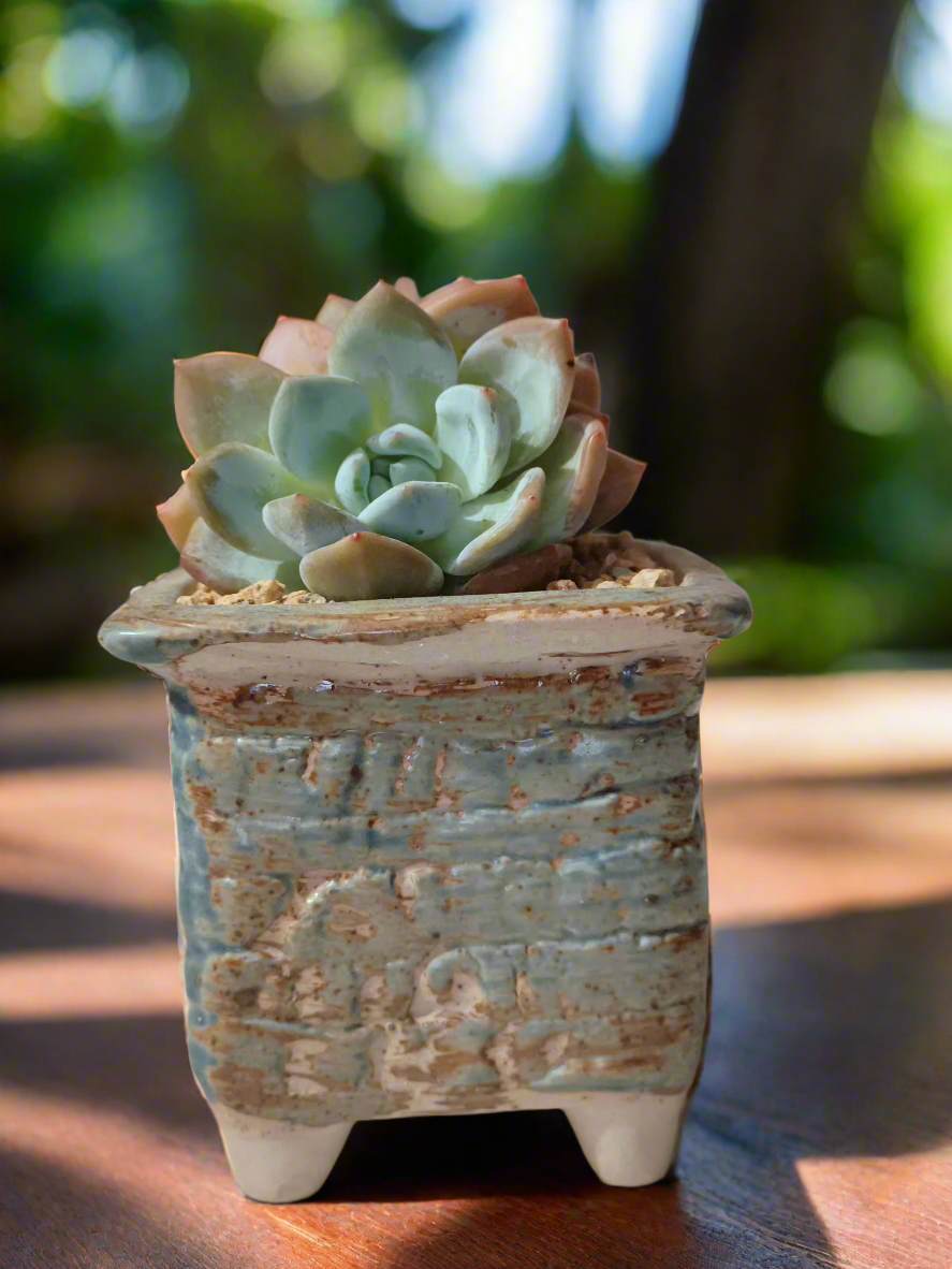 Succulent Rustica Planter - Echeveria Monroe