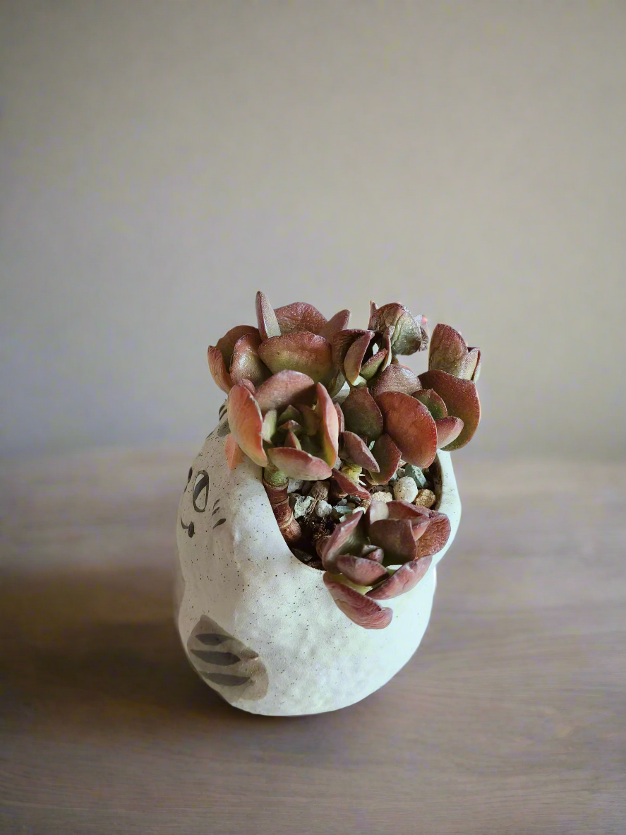 Succulent Hippy Cat Pot - Echeveria - SlowBloomGreens