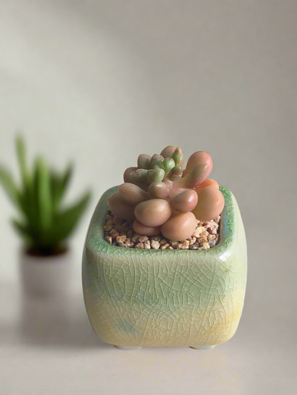 Succulent Mini Serene Square – Graptopetalum 'Mirinae'
