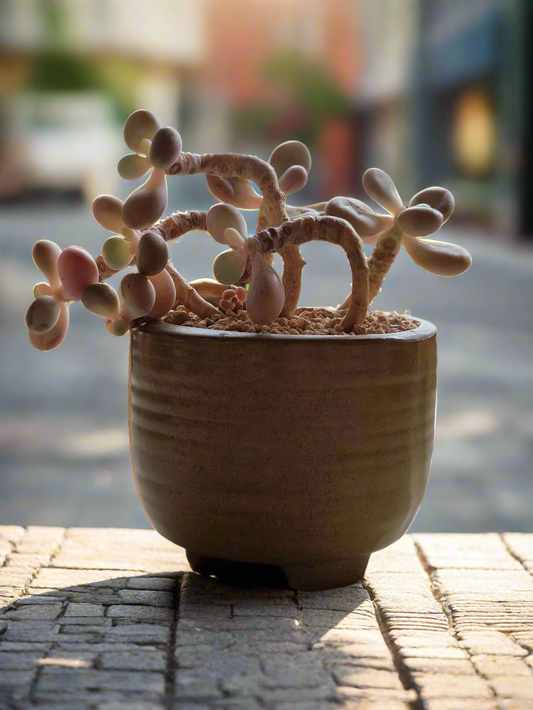 Succulent Rustica Natural Pot featuring Graptopetalum Amethystinum 'Jewel-leaf Plant.'