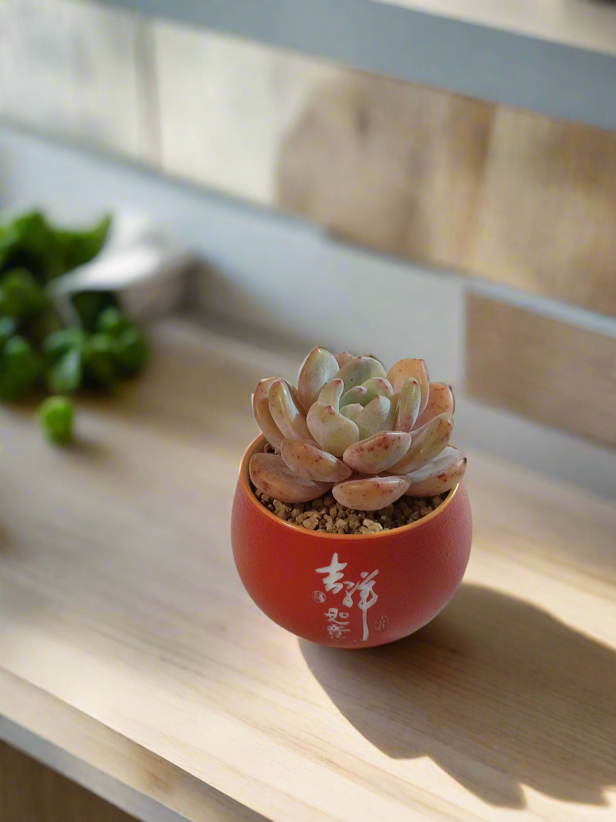 Succulent Auspicious Grace Pot - Echeveria Mont Blanc