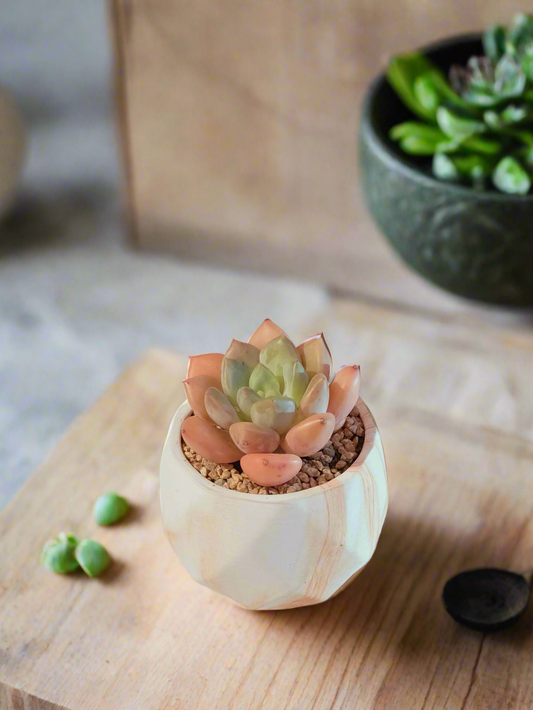 Succulent Classic Marble Orange Pot – Graptoveria White Dew