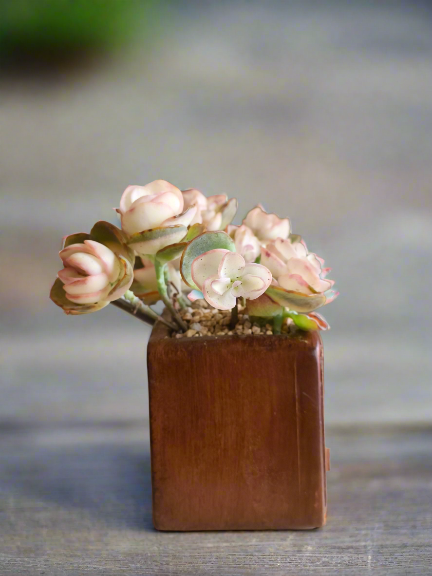 Succulent Retro Radio – Kalanchoe Marnieriana 🎵📻🌿