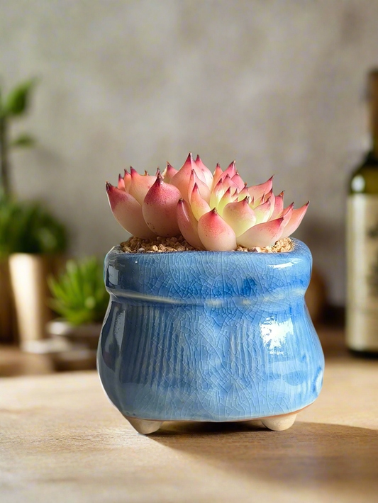 Succulent Glaze Square Blue Pot – Echeveria Agavoides
