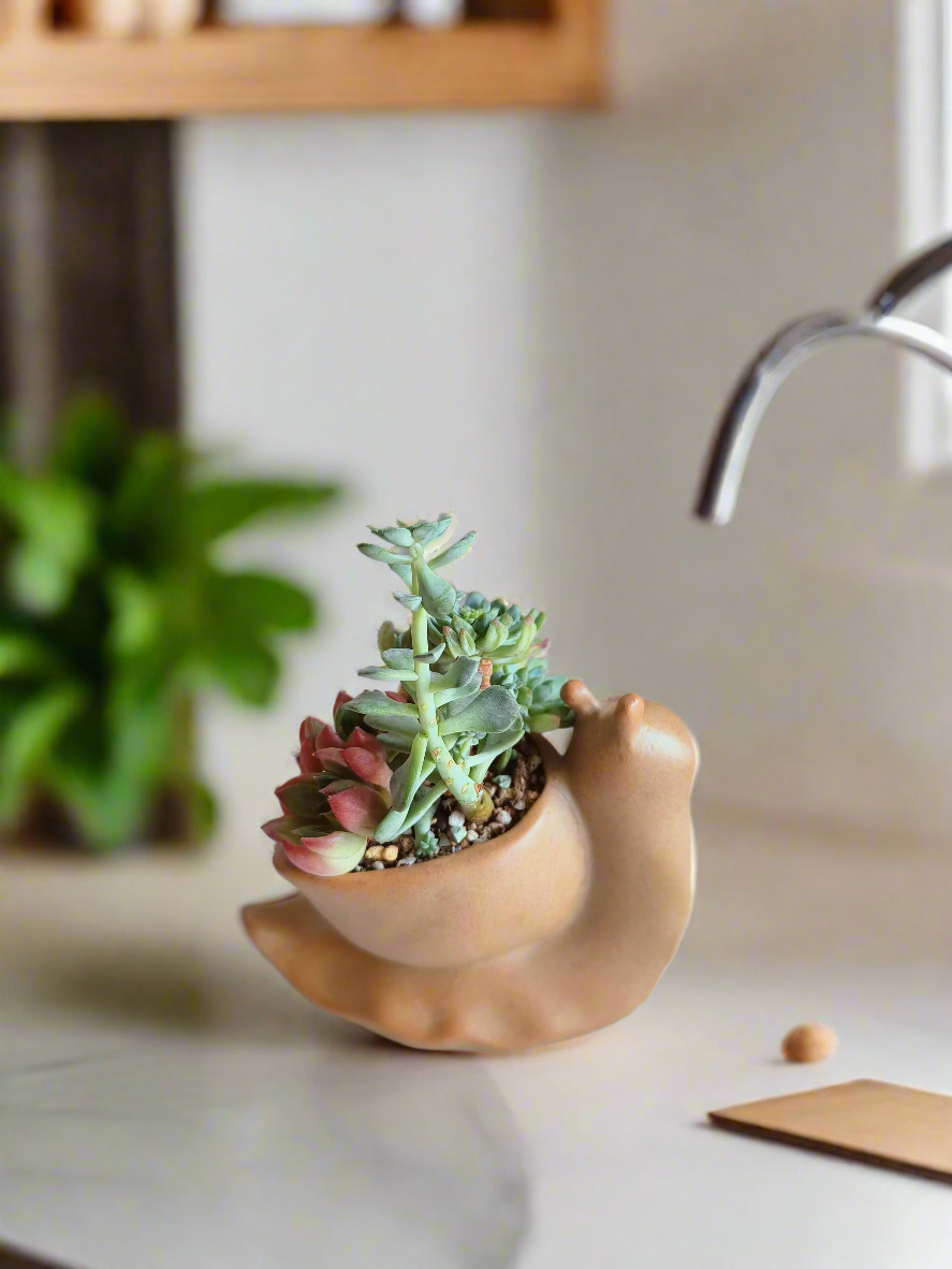 Succulent Snail Pot – Echeveria - SlowBloomGreens