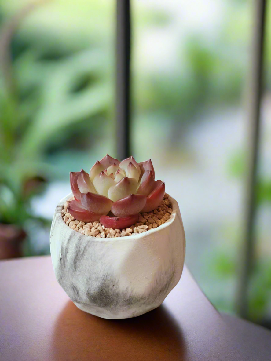 Succulent Classic Marble Ash Pot – Echeveria Strawberry Almond