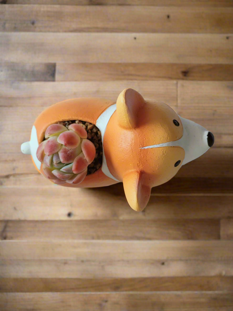 Succulent Charming Corgi - Echeveria Mexican Snowball - SlowBloomGreens