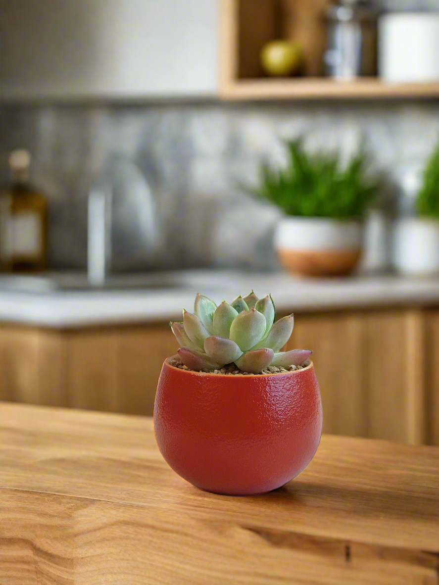 Succulent Auspicious Grace Pot - Echeveria Agavoides