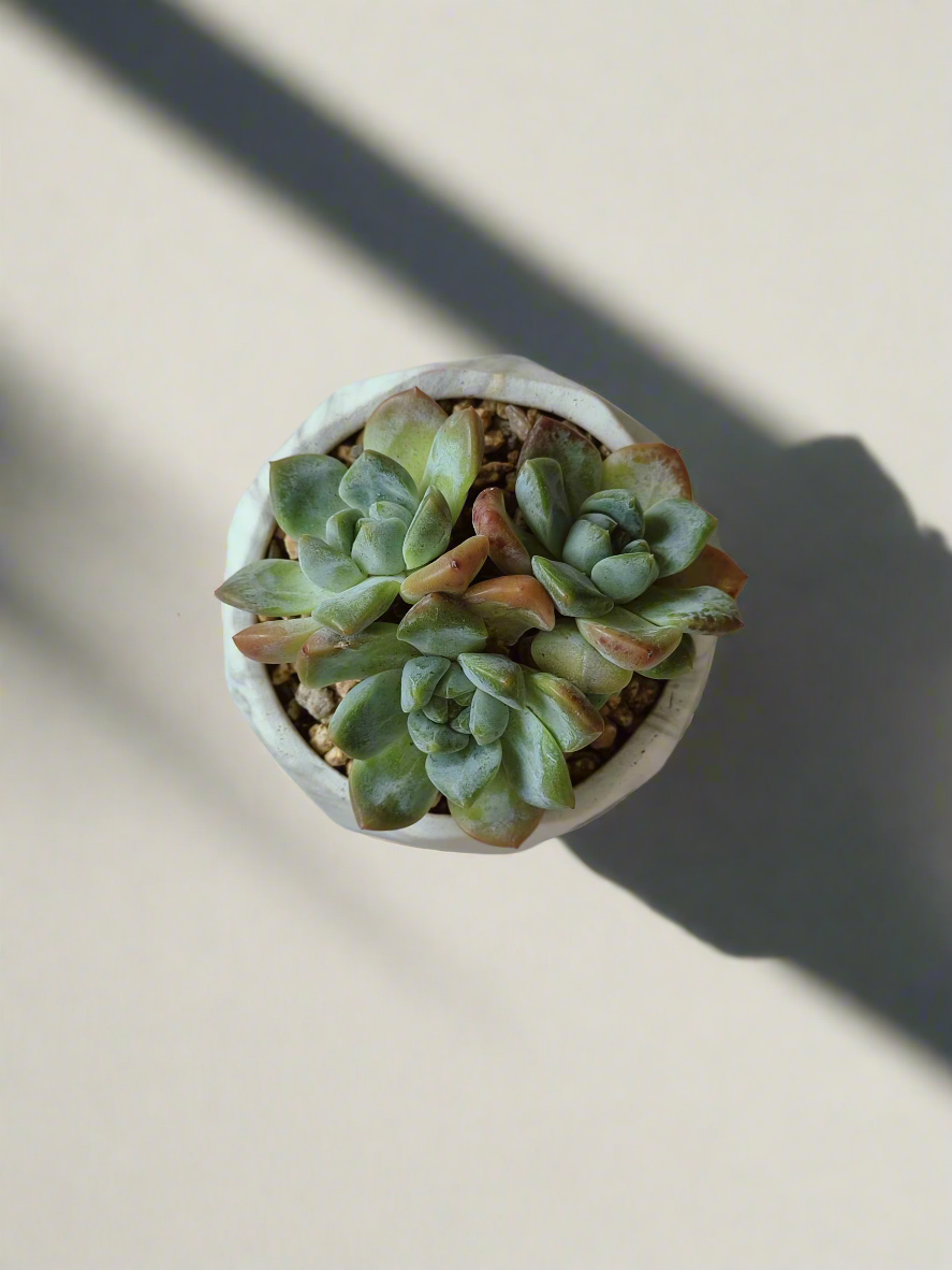 Succulent Harmony Gold - Echeveria Mexican Snowball