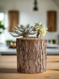 Succulent Natural Wood Pot - Graptoveria 'Titubans' & Echeveria Lenore Dean - SlowBloomGreens