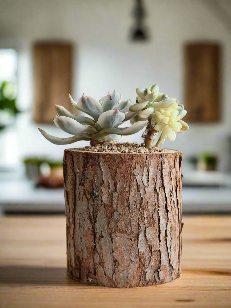 Succulent Natural Wood Pot - Graptoveria 'Titubans' & Echeveria Lenore Dean - SlowBloomGreens