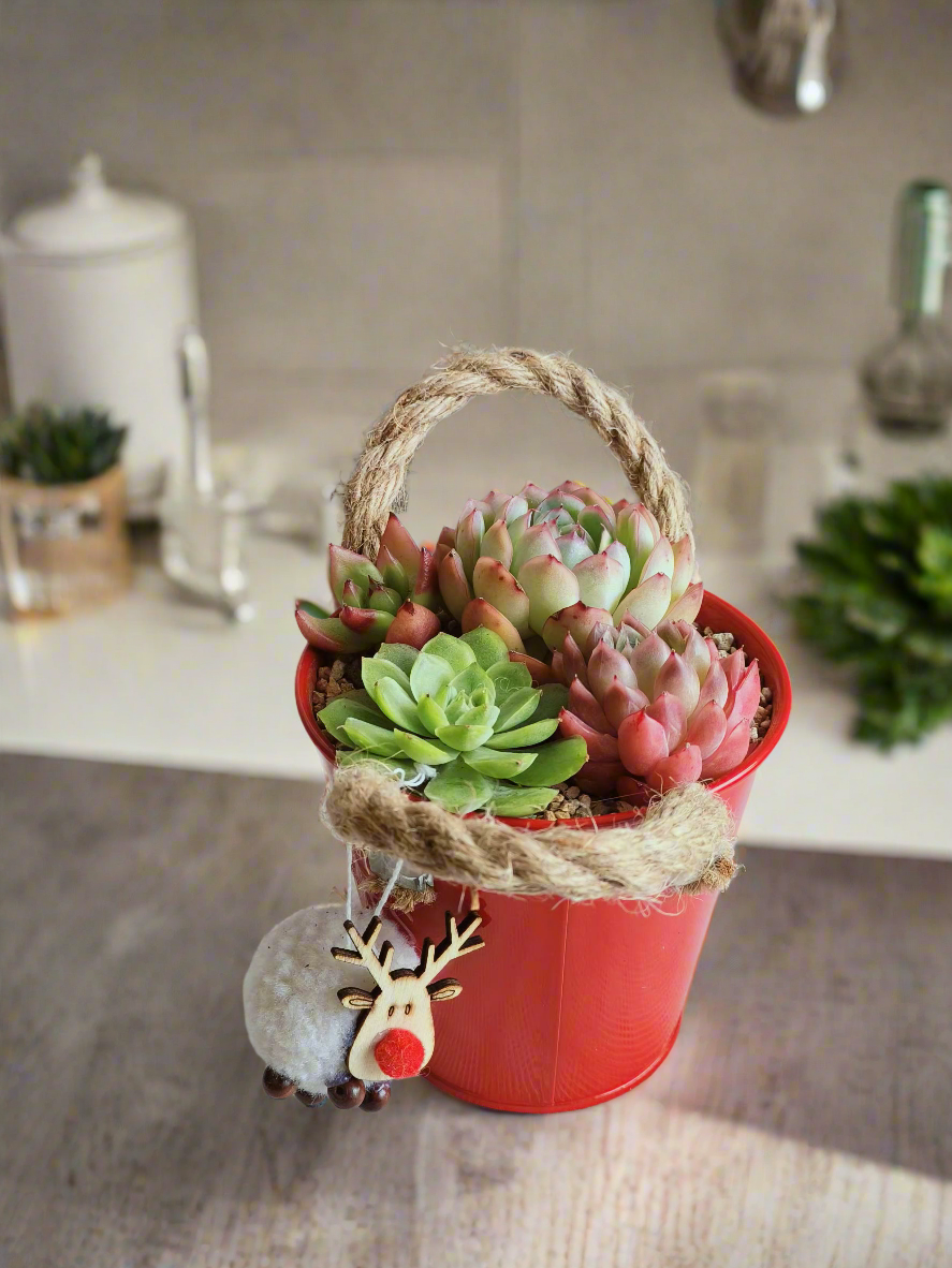 Succulent Festive Garden Charm Red pot - SlowBloomGreens