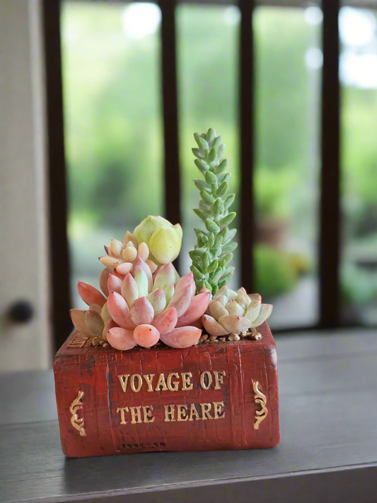 Succulent Book Nook – Assorted Succulents - SlowBloomGreens