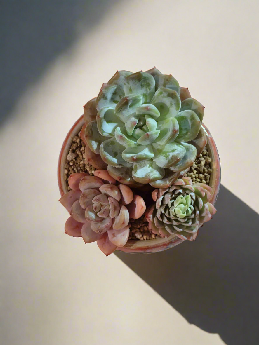 Succulent Moonlit Bloom Pot – Mottled Red with Echeveria Orange Monroe & Friends