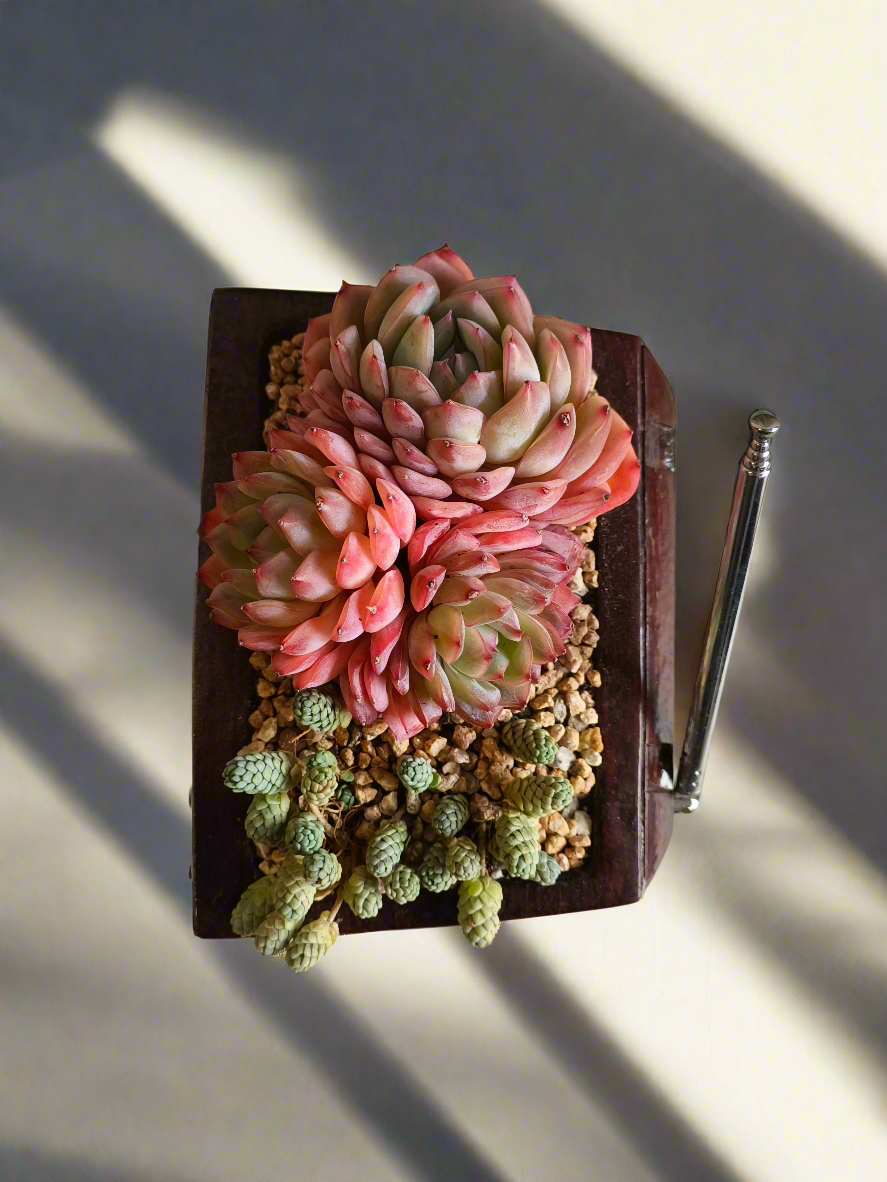 Succulent Retro TV – Echeveria Suryeon  📺🌿