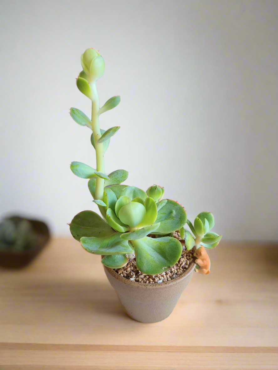 Close-up of Echeveria Peach Pride in the Succulent Speckled Terracotta Pot.