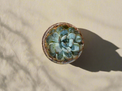 Succulent Moonlit Bloom Pot – Desert Gold with Echeveria Orange Monroe - SlowBloomGreens