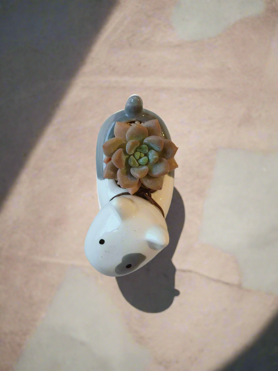 Succulent Puppy Bull Terrier for dog lovers and plant enthusiasts