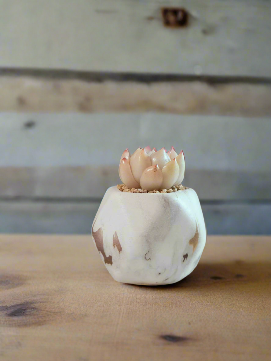 Succulent Mini Octagon Gold - Echeveria White Queen - SlowBloomGreens