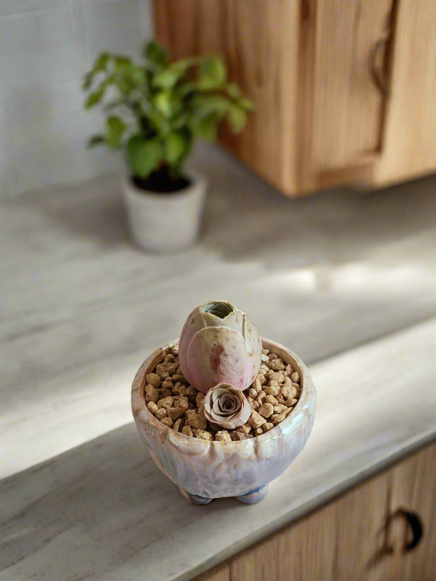 Succulent Lilac Ombre Rustic Planter – Egg Mountain Rose - SlowBloomGreens