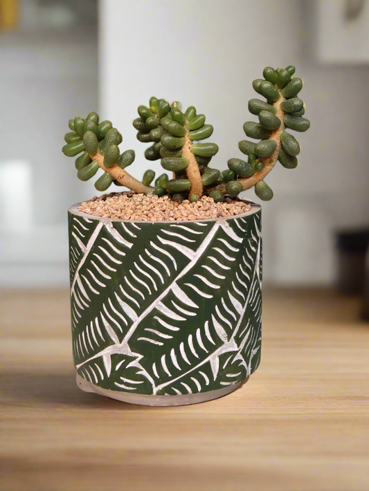 Succulent Whispering Leaves – Sedum Hernandezii