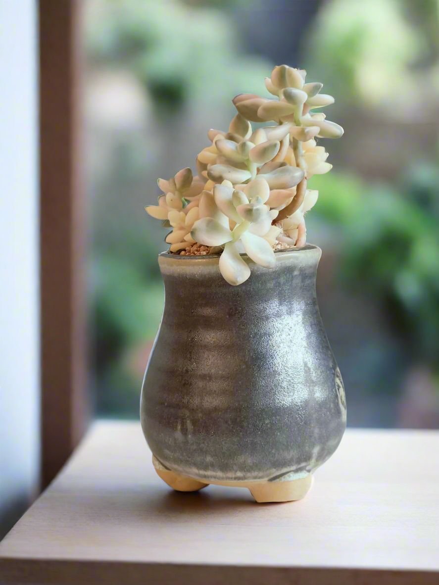 Succulent Rustic Pot Glow Grey - Graptoveria 'Titubans' - SlowBloomGreens