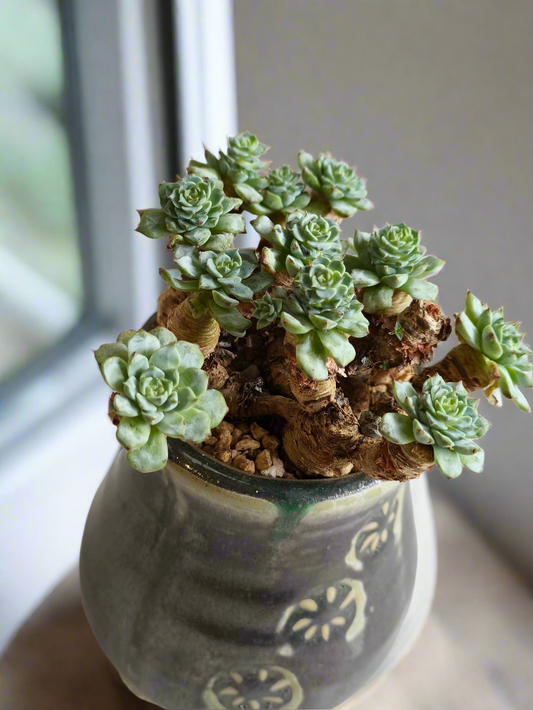 Succulent Rustic Pot Glow Grey – Echeveria Minima