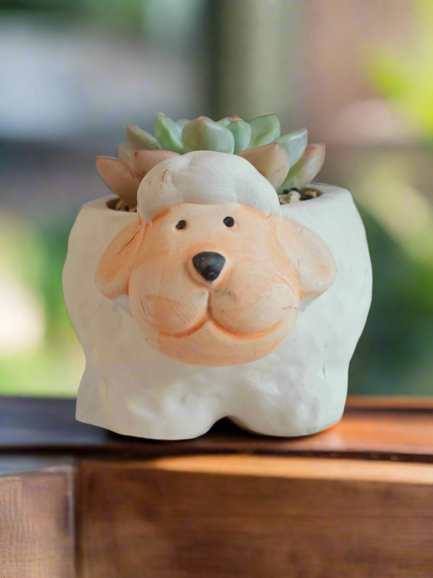 Succulent Sheep Pot - Echeveria Elegans in a whimsical sheep planter