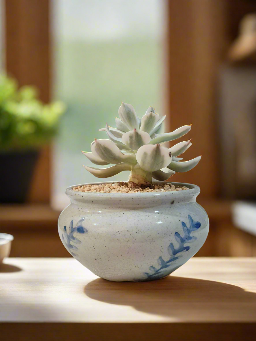 Succulent Azure Grace Pot – Echeveria Compton Carousel