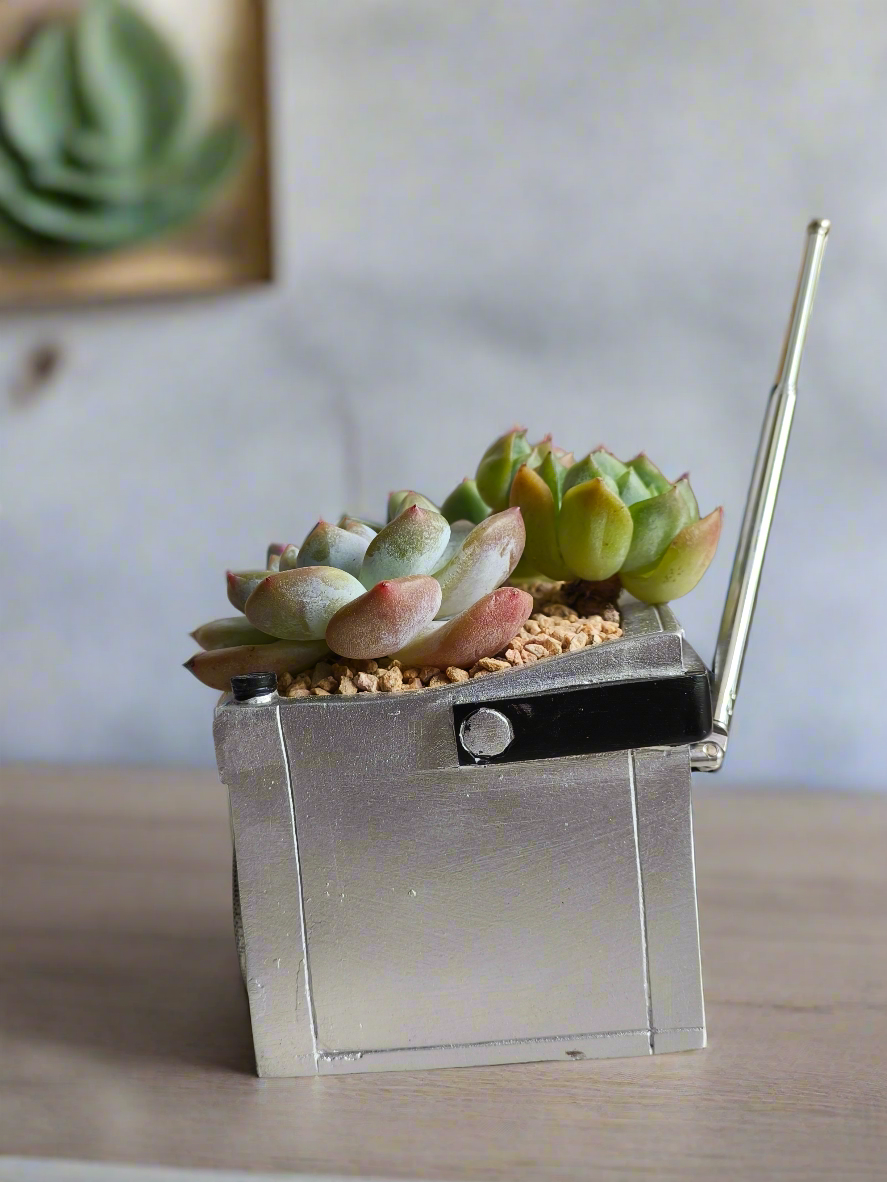 Succulent Retro Boombox – Pachyphytum Oviferum, Echeveria Bluebird & Echeveria Elegans 🎶✨