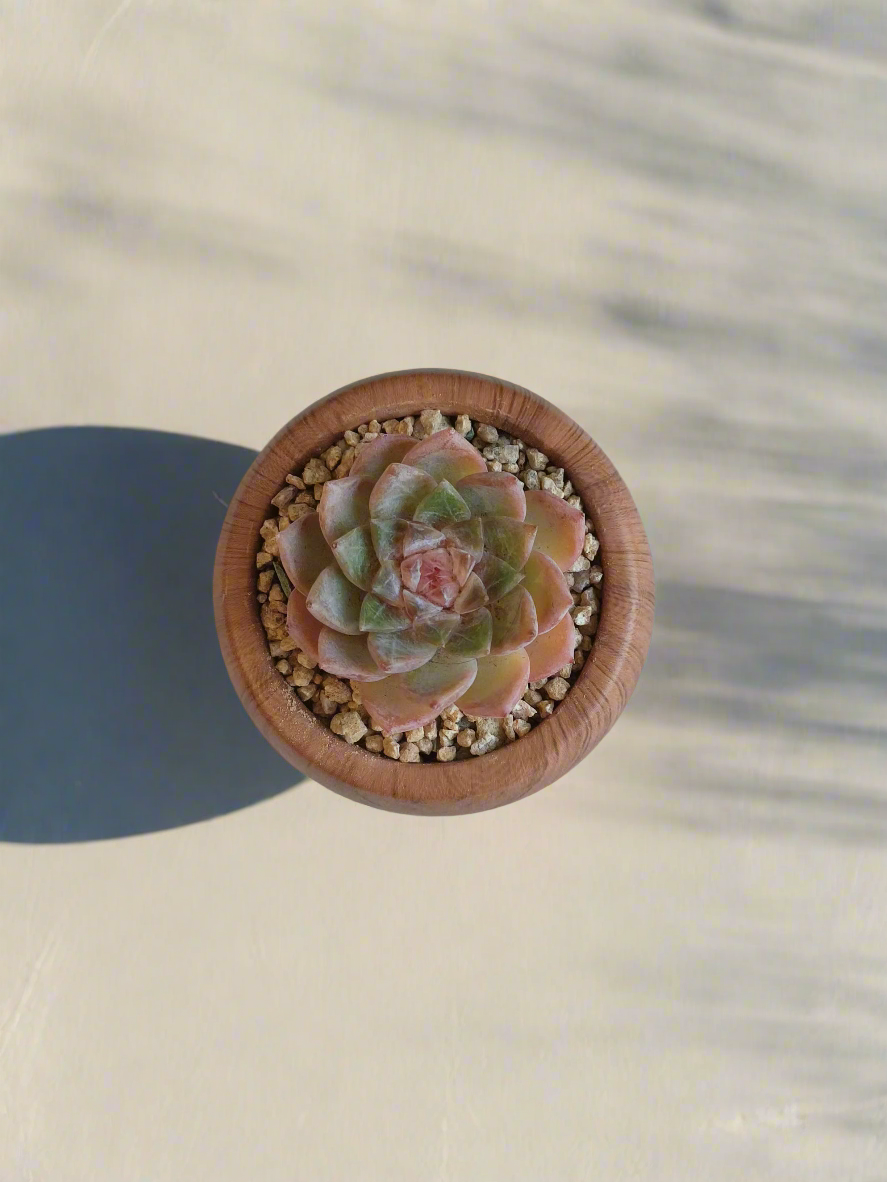 Top view of the Succulent Mini Round 'Woodgrain' - Echeveria hybrid, showcasing the Echeveria hybrid's rosette-shaped leaves and pastel hues.