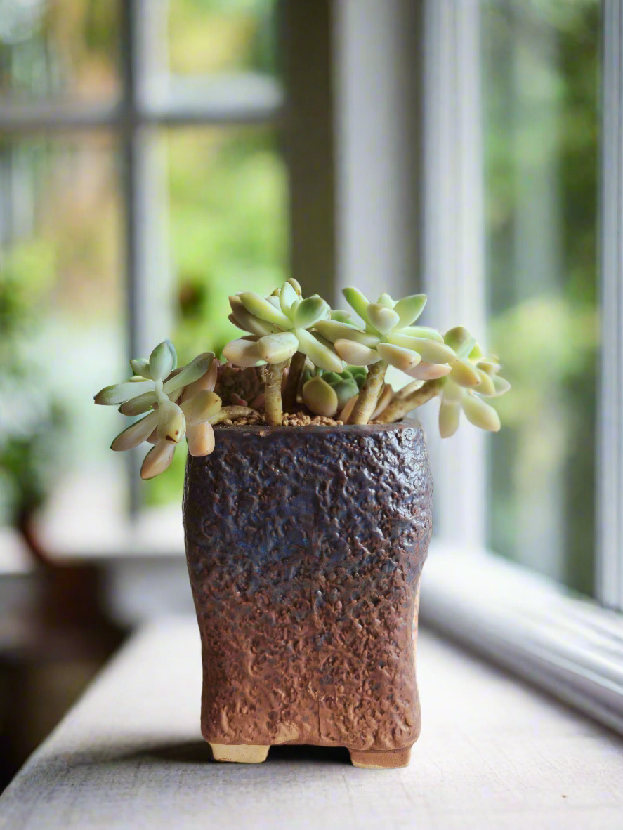 Succulent Rustic Floral Embossed Pot – Graptoselum Bronze, Fanfare 'Lovely Rose,' and Sedeveria Hummelii