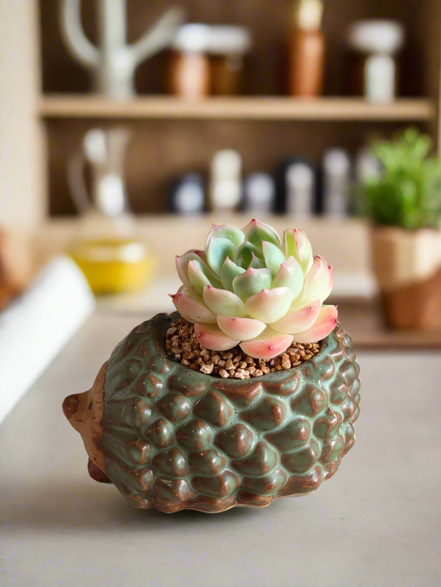 Succulent Hedgehog Pot - Echeveria Suryeon - SlowBloomGreens