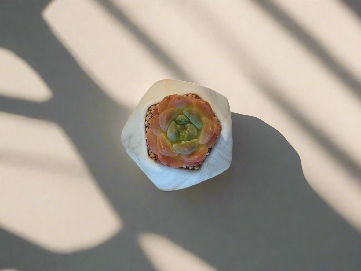 Succulent Mini Octagon Gold - Echeveria Suryeon - SlowBloomGreens