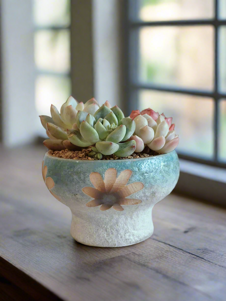 Succulent Moonlit Bloom Pot – Skyward Blue with Echeveria Laui & Friends