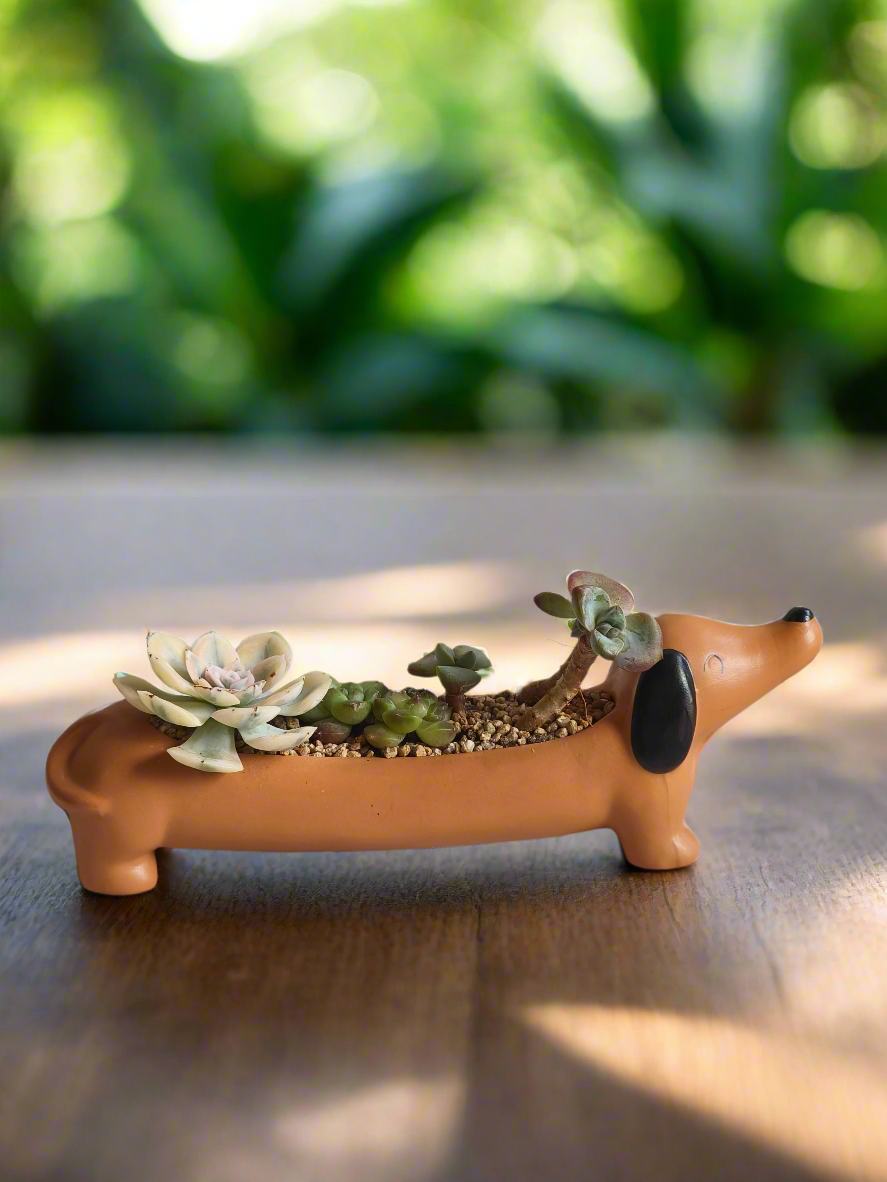 Succulent Daunchund Pot - Echeveria agavoides 'Akaihosi' & friends - SlowBloomGreens