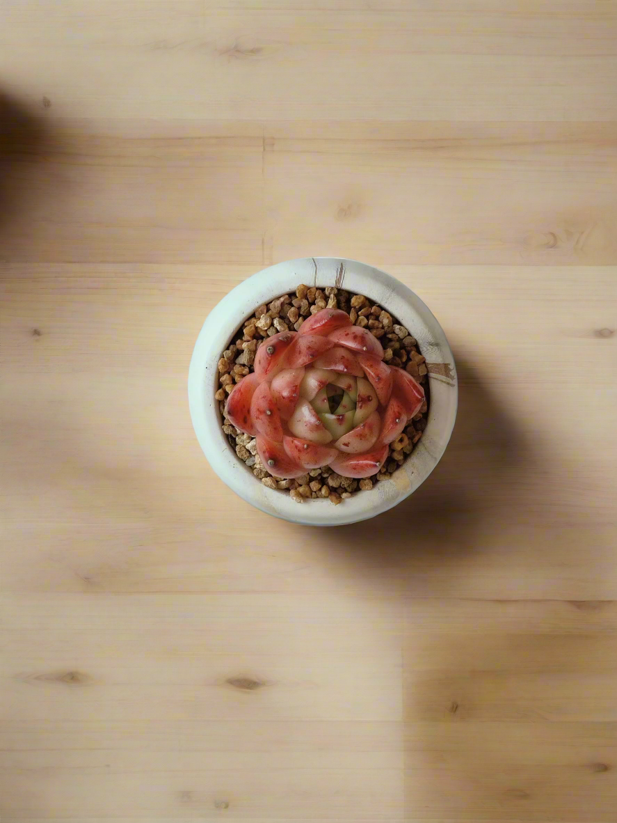 Succulent Mini Round Gold Pot – Echeveria Agavoides 'Romeo' - SlowBloomGreens
