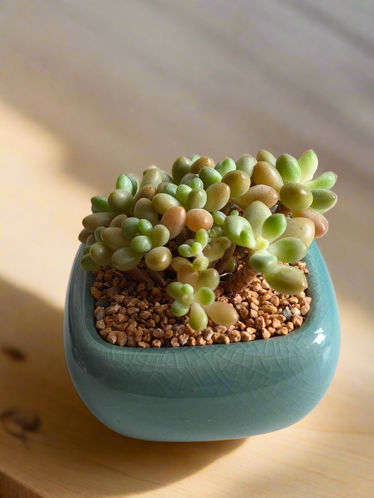 Succulent Zen Square Turquoise Pot – Echeveria Rococo